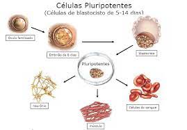 Tipos de células madre | pib2