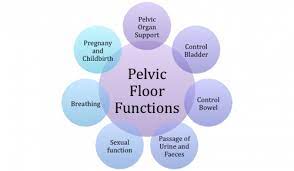 pelvic floor exercises physiopedia