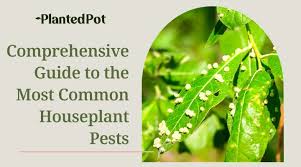 Houseplant Pests Most Common Pests