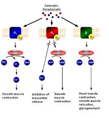 Adrenergic Receptor Wikipedia