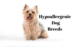25 hypoallergenic dogs breeds that don