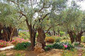 column the garden of gethsemane