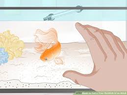 3 Ways To Tell If Your Goldfish Is An Adult Wikihow