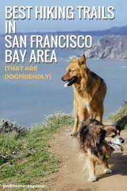 40 best dog friendly hikes in bay area