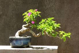 better bonsai
