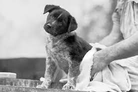 Never use human shampoo, dish soap, or baby shampoo to wash your puppy. Baby Shampoo For Dogs Yes Or No Herepup