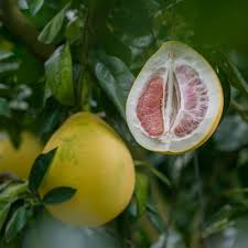 Which fruit is named after a flightless bird? Pomelo Quiz Trivia Questions And Answers Free Online Printable Quiz Without Registration Download Pdf Multiple Choice Questions Mcq