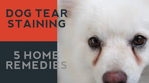 tear staining in dogs 5 natural