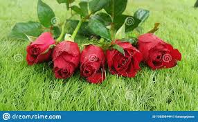 Red rose countryside earth environments landscapes scenery scenes worlds garden oceans exotic desert paradise mountains islands sky. Wallpaper Green Rose Flower
