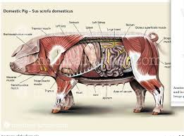Pig Anatomy Large Animal Vet Veterinary Medicine Pet Vet
