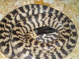 breeding black headed pythons