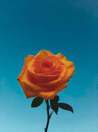 orange rose in bloom free stock photo