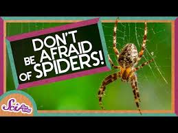 Spider Facts And Information For Children Spiders For Kids