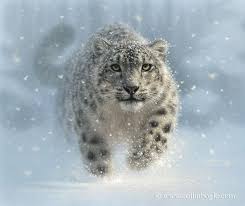 Cat Snow Leopard Art