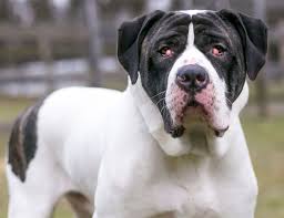 cherry eye in dogs signs causes and