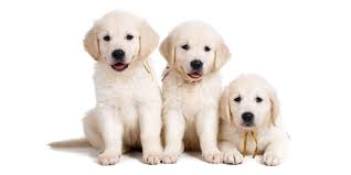 We also register with the akc and follow all rules and regulations with them. 1 Labrador Retriever Puppies For Sale In Las Vegas Nv
