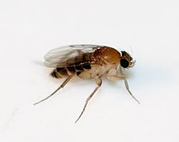 Phorid Fly Facts Where They Come From