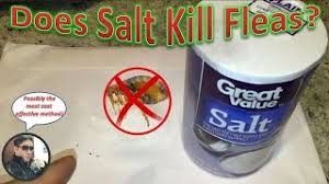 how to eliminate fleas with salt does