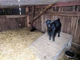 11 things to have in a goat s pen new