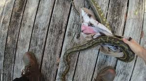 coastal carpet python common snakes