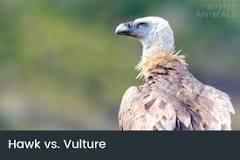 what-is-bigger-a-hawk-or-a-turkey-vulture