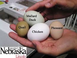 What Size Egg Trays Pheasant Eggs Eggs Mallard