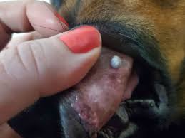 white p growing in my dog s mouth