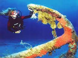 octopus garden in malta