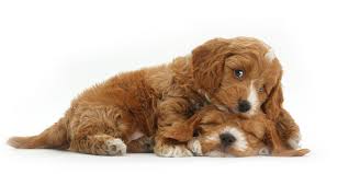 Find cockapoo in dogs & puppies for rehoming | find dogs and puppies locally for sale or adoption in ontario : Minnesota Puppies For Sale From Vetted Minnesota Breeders