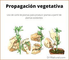 propagación o reproducción vegetativa