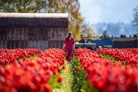 the skagit valley tulip festival