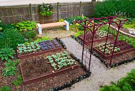 growing your own vegetables