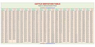 cattle gestation calculator and chart