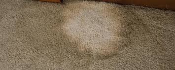 archives carpet cleaning ballarat