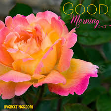 If you liked these good morning images with rose flowers, leave your comments in the comment section below and also do bookmark take up greetings for. Beautiful Roses For A Beautiful Morning Uvgreetings