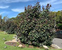 Small Evergreen Trees In Australia