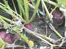 recognizing symptoms of white mold on