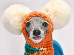 The italian greyhound dog breed was a favorite companion of noblewomen in the middle ages, especially in italy. Meet Tika A 9 Year Old Italian Greyhound Who Wears Colorful Outfits