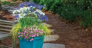 stand out perennials for southern climates