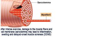 dela onset muscle soreness