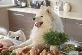 vegetables dogs can eat modern dog