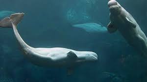American Court to Weigh Destiny of 18 Russian Beluga Whales