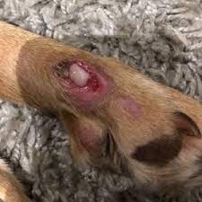 wounds in dogs joii pet care