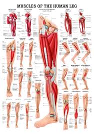 Muscles Of The Leg Laminated Anatomy Chart Sports