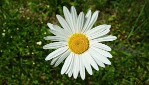 If you have books, would you care to name them? Daisy Flower Meaning Symbolism And Colors