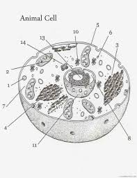 Maybe you would like to learn more about one of these? Animal And Plant Cell Coloring Pages Printable Sheets Sv 8002 Labeled Animal Cell 2021 A Coloring4free Coloring4free Com