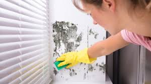Mould At Home How Dangerous Is It And