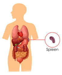 An enlarged spleen puts one at risk for rupture, said. The Spleen Pi According To Chinese Medicine