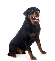 page 58 rottweiler dog images free
