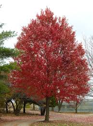red maple tree grows